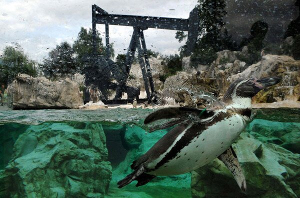 Шьонбрун - най-старата зоологическа градина в света (Schonbrunn Zoo)